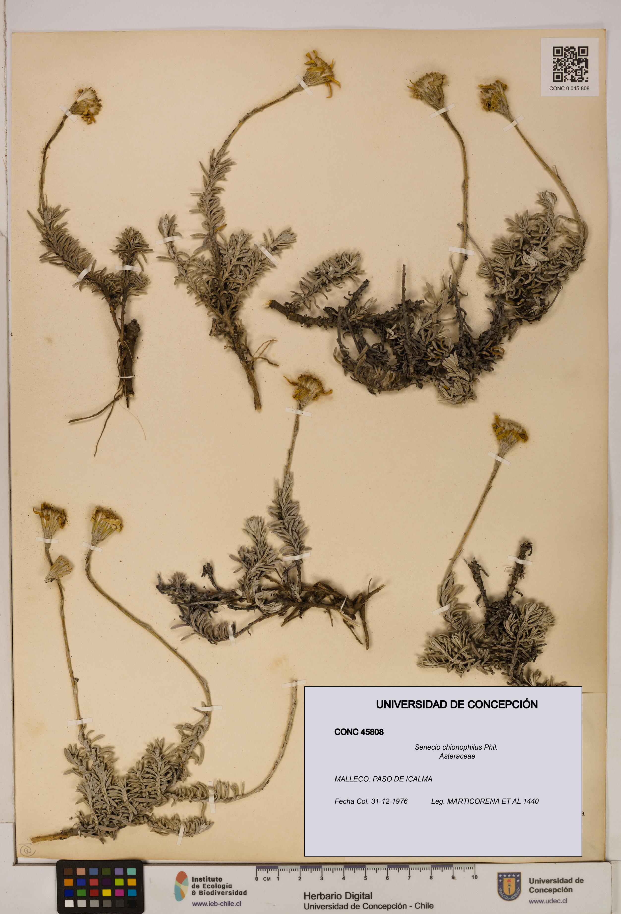 Senecio chionophilus [Espécimen: UDEC:CONC:0045808]