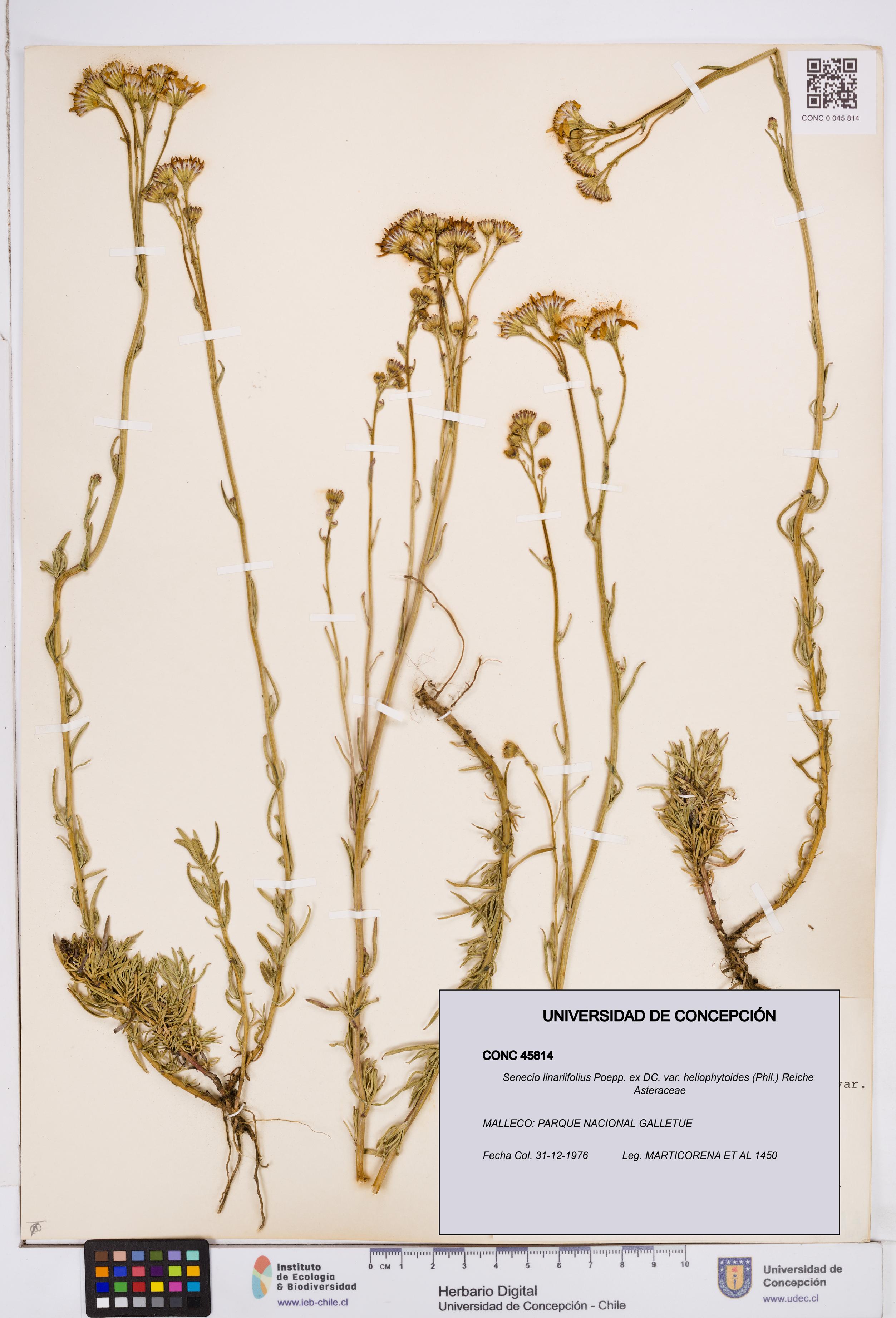 Senecio linariifolius var. heliophytoides [Espécimen: ]