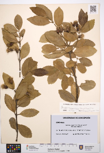 Laurelia sempervirens [Espécimen: UDEC:CONC:0045822]