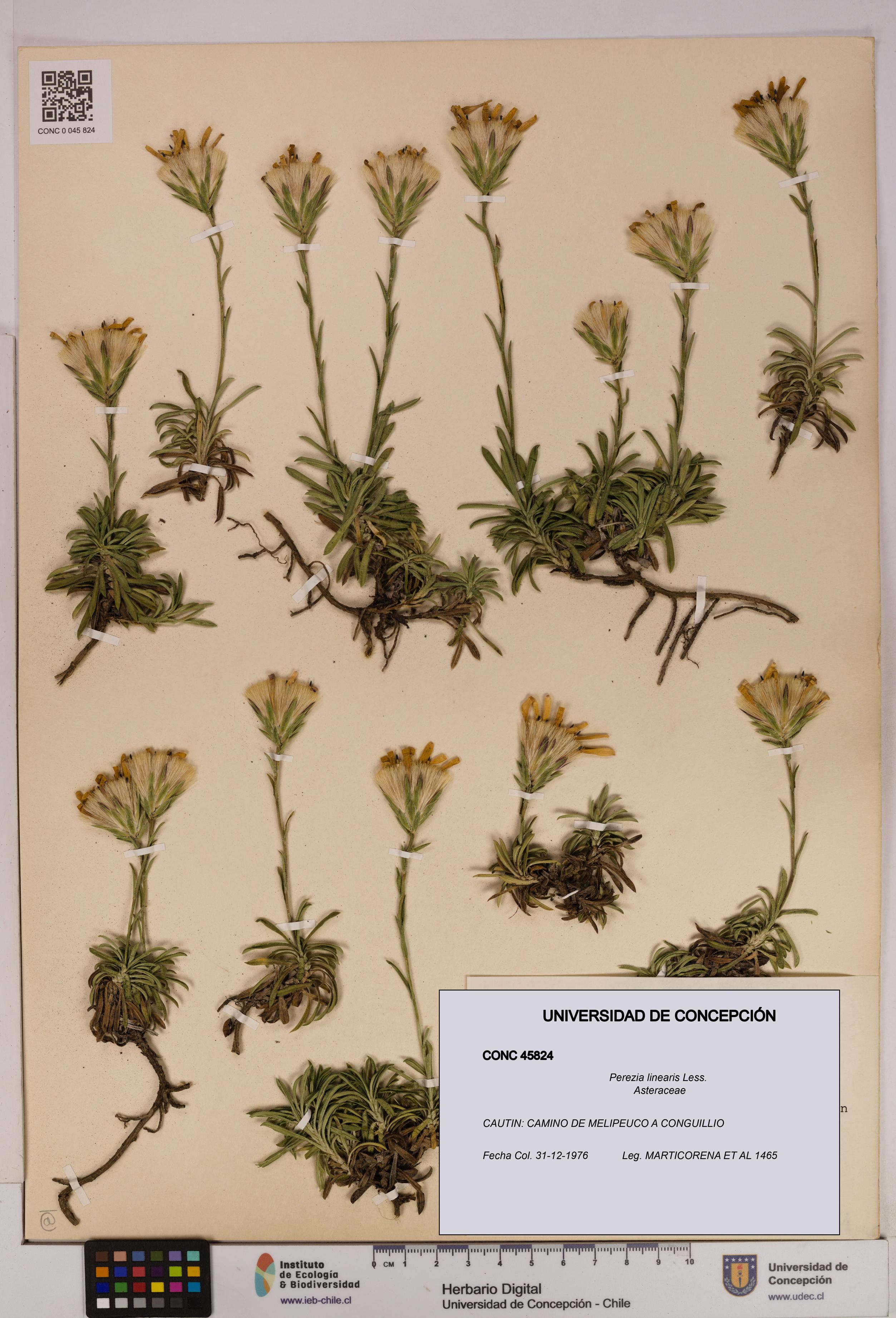 Perezia linearis [Espécimen: UDEC:CONC:0045824]