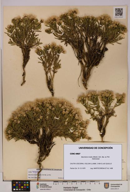 Baccharis nivalis [Espécimen: UDEC:CONC:0045827]