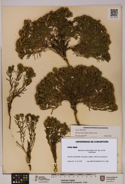 Baccharis nivalis [Espécimen: UDEC:CONC:0045828]