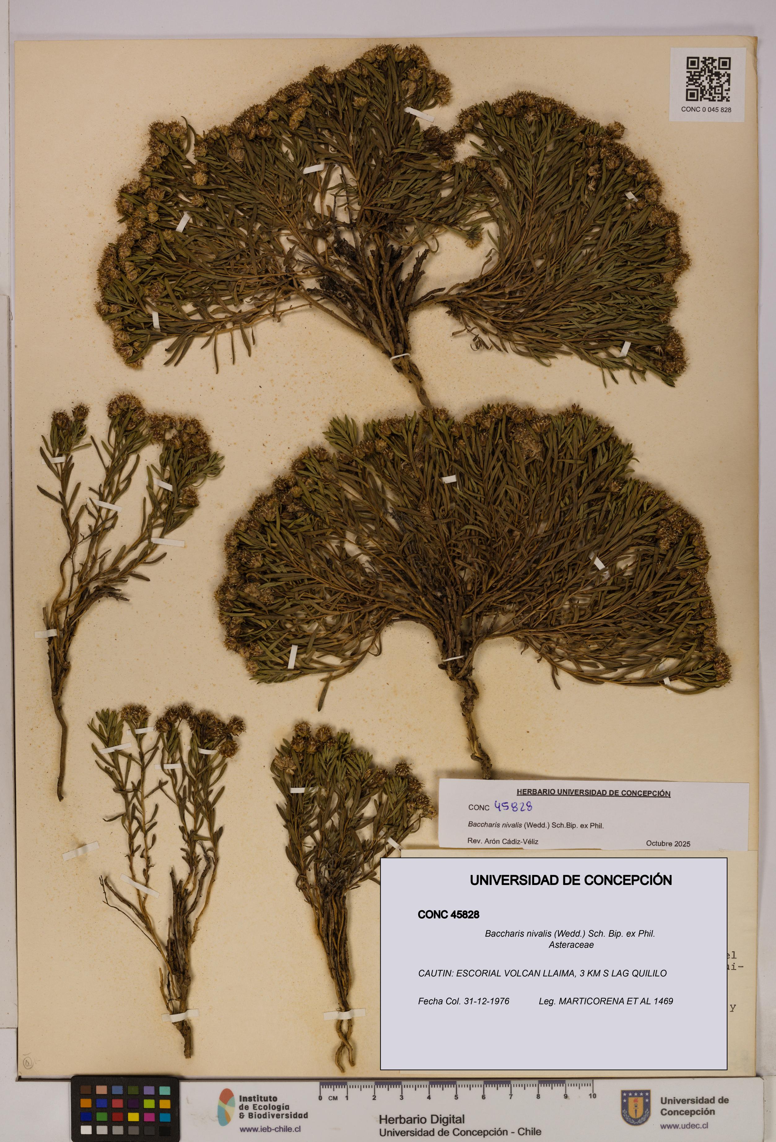 Baccharis nivalis [Espécimen: UDEC:CONC:0045828]