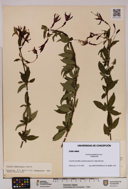 Fuchsia magellanica [Espécimen: UDEC:CONC:0045833]