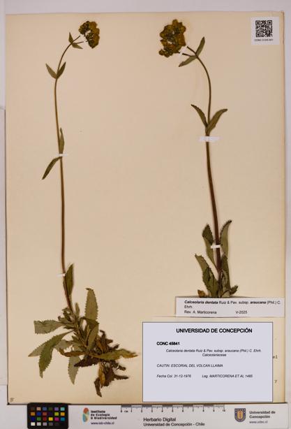 Calceolaria dentata subsp. araucana [Espécimen: UDEC:CONC:0045841]