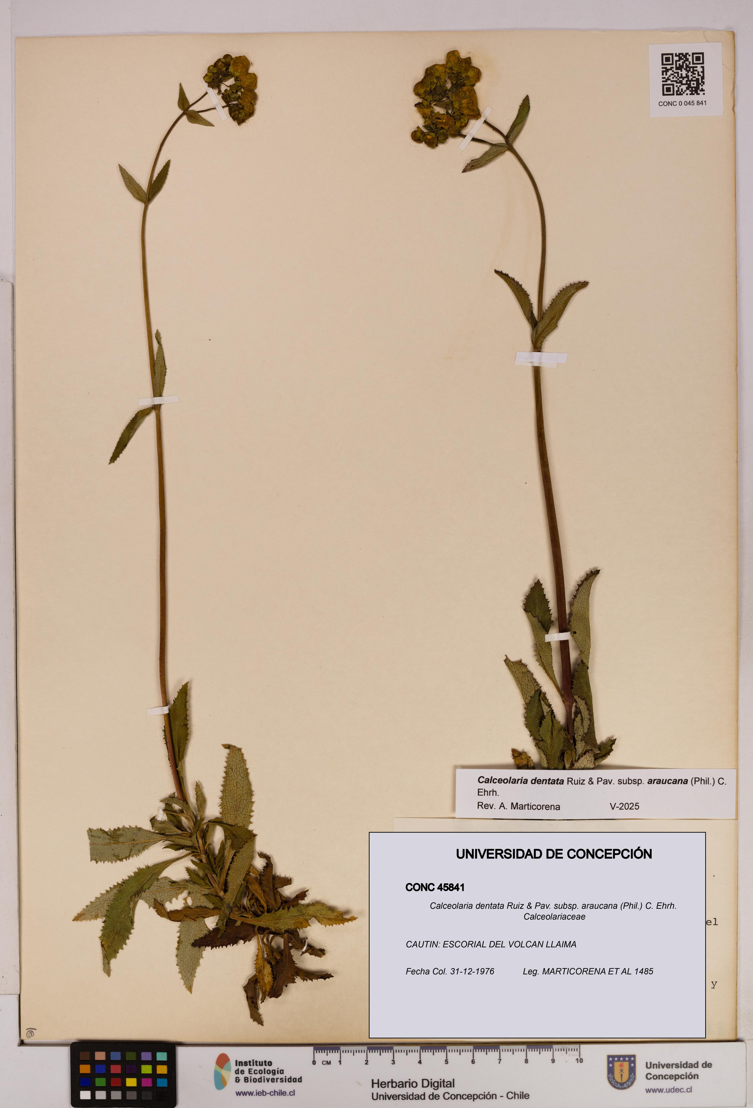 Calceolaria dentata subsp. araucana [Espécimen: UDEC:CONC:0045841]