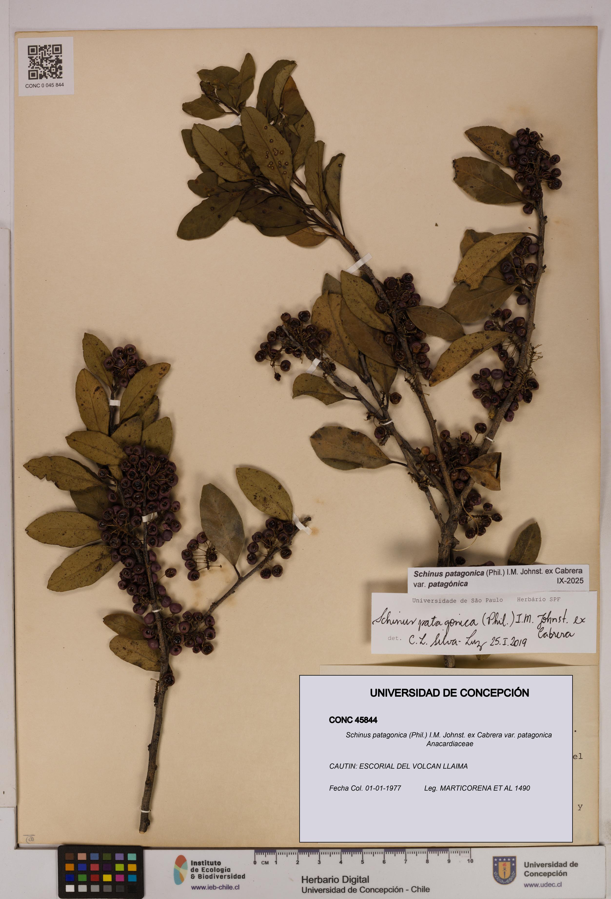 Schinus patagonica [Espécimen: UDEC:CONC:0045844]