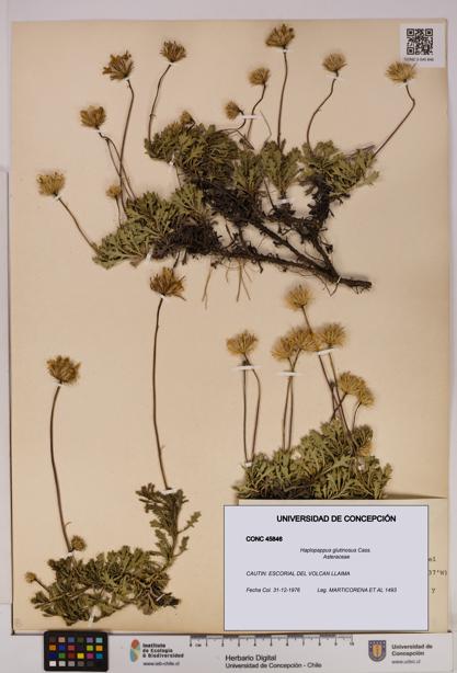 Haplopappus glutinosus [Espécimen: UDEC:CONC:0045846]
