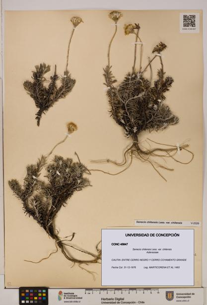 Senecio chilensis var. chilensis [Espécimen: UDEC:CONC:0045847]