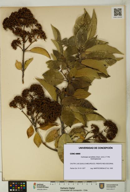 Hydrangea serratifolia [Espécimen: UDEC:CONC:0045855]