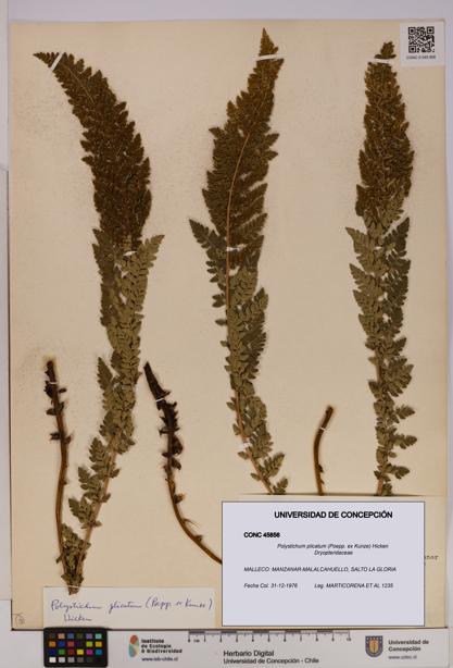 Polystichum plicatum [Espécimen: UDEC:CONC:0045856]