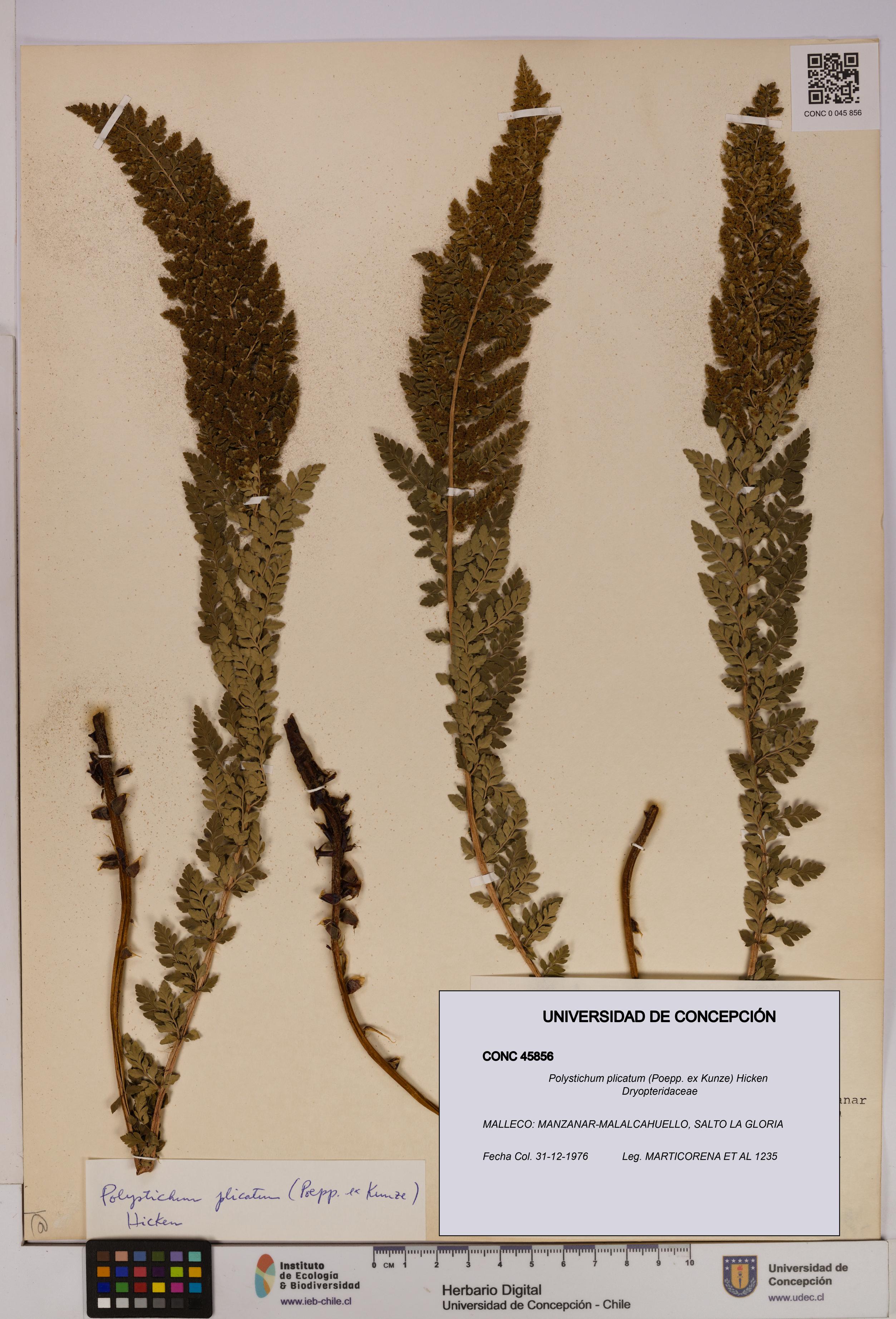 Polystichum plicatum [Espécimen: UDEC:CONC:0045856]