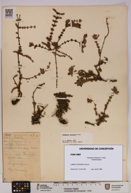 Frankenia chilensis [Espécimen: UDEC:CONC:0045857]