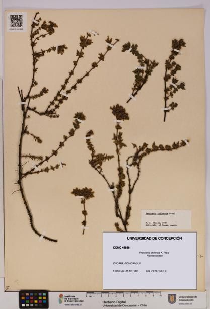 Frankenia chilensis [Espécimen: UDEC:CONC:0045858]
