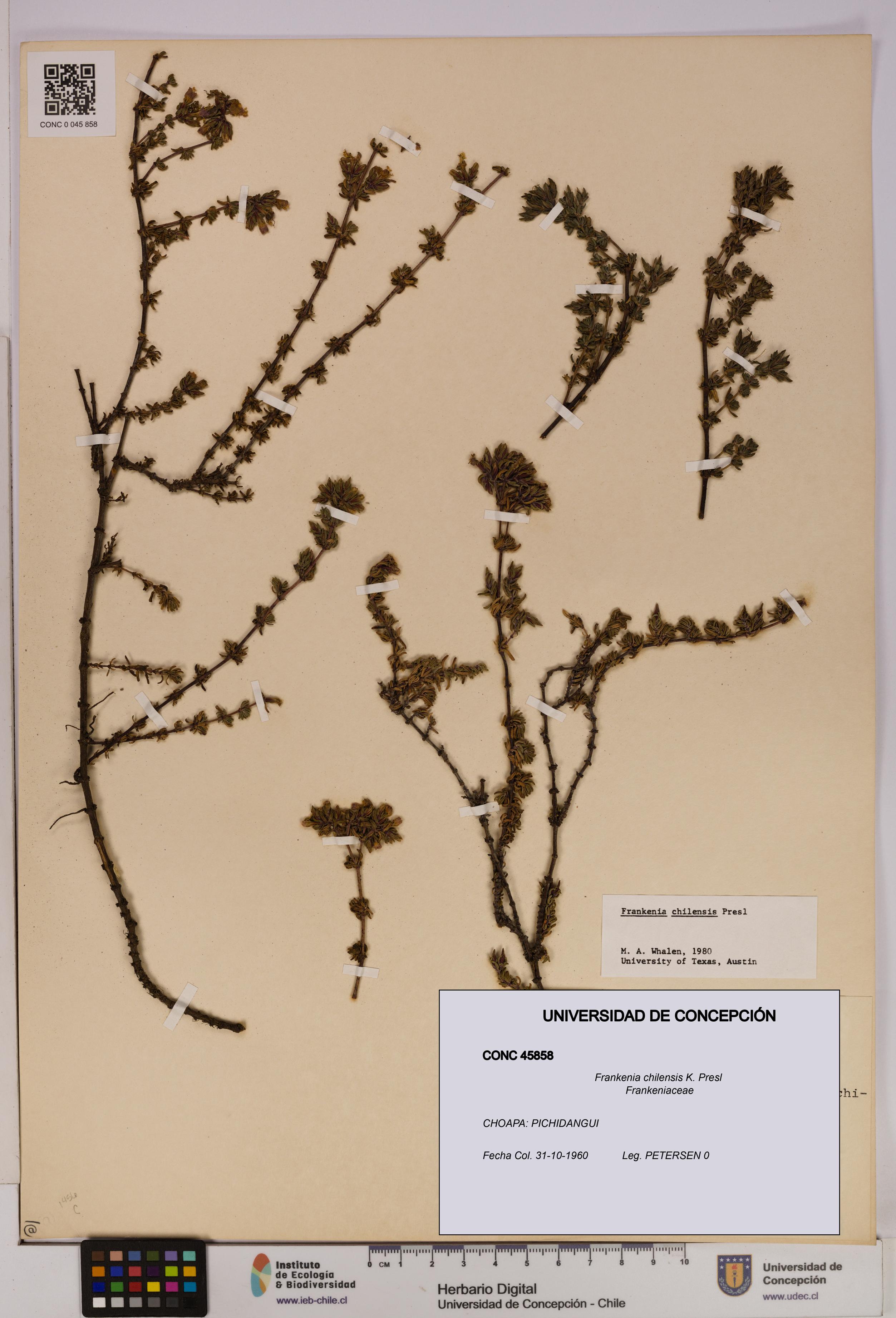 Frankenia chilensis [Espécimen: UDEC:CONC:0045858]