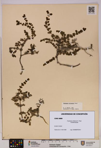 Frankenia chilensis [Espécimen: UDEC:CONC:0045859]