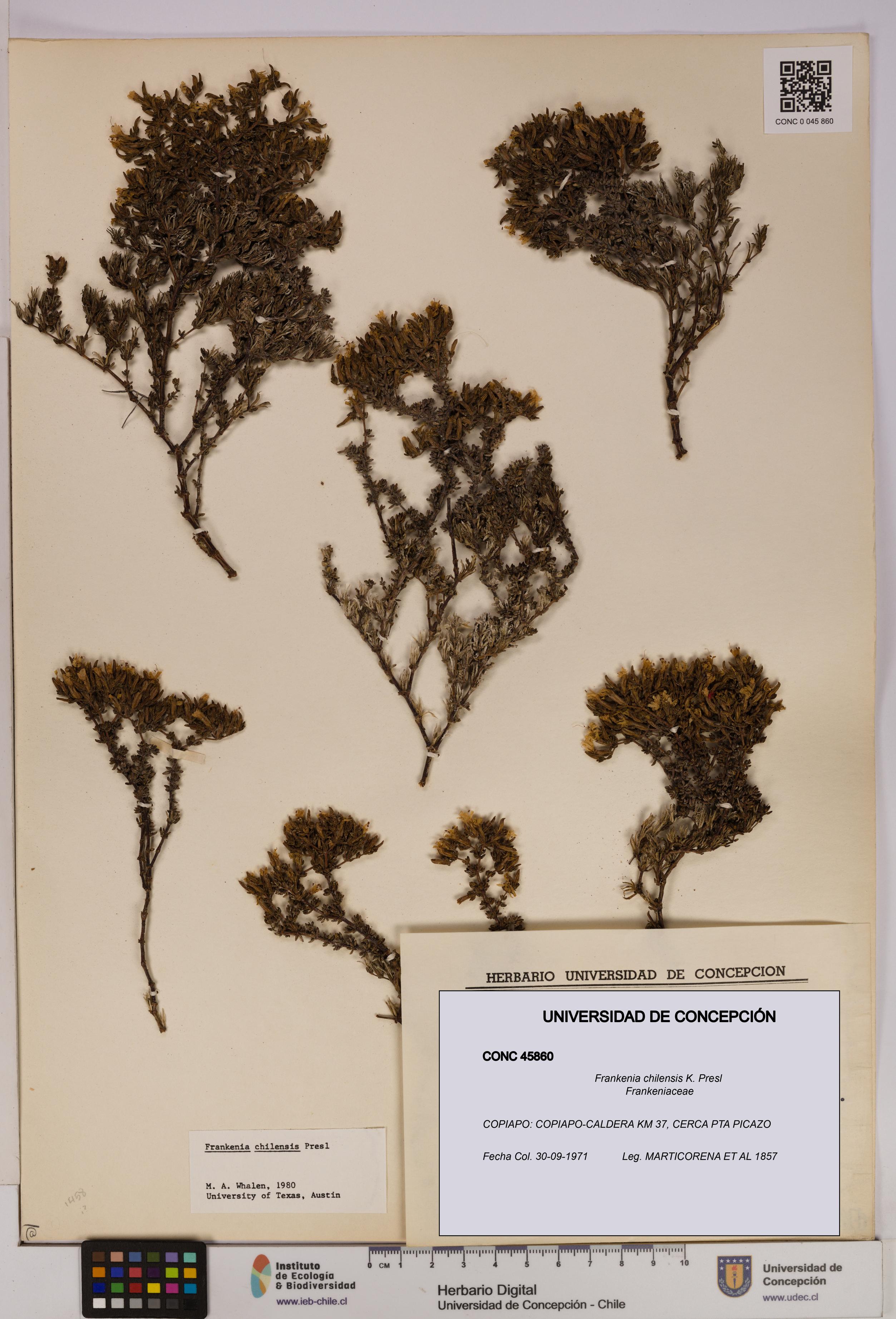 Frankenia chilensis [Espécimen: UDEC:CONC:0045860]