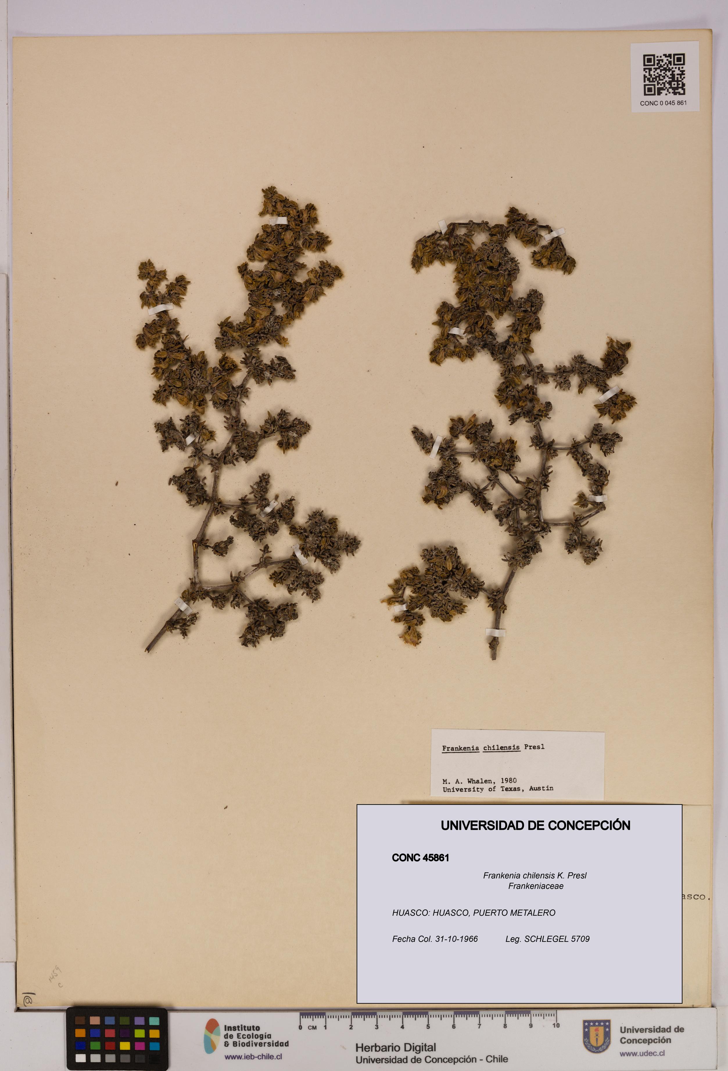Frankenia chilensis [Espécimen: UDEC:CONC:0045861]