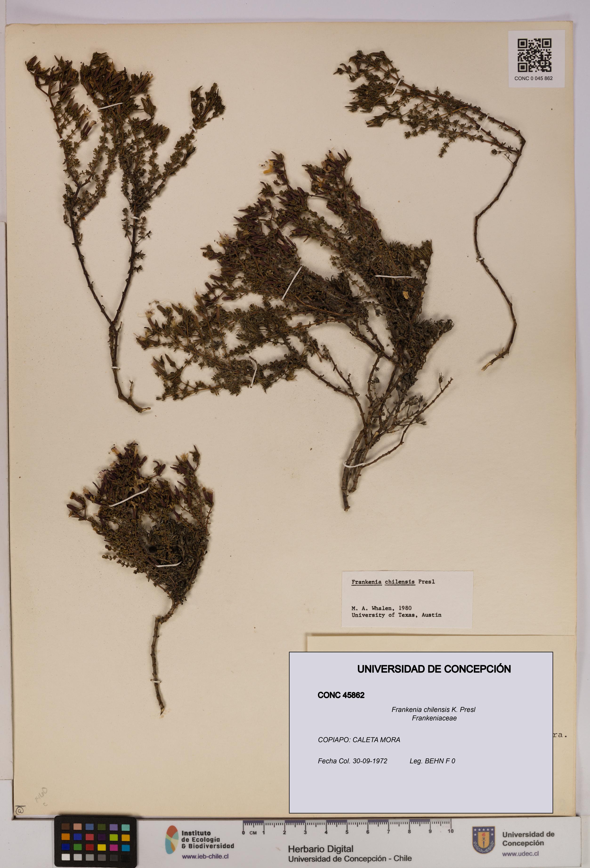 Frankenia chilensis [Espécimen: UDEC:CONC:0045862]
