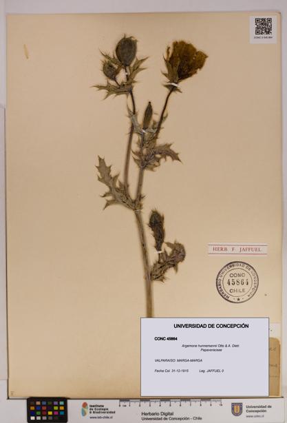 Argemone hunnemannii [Espécimen: UDEC:CONC:0045864]
