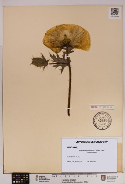 Argemone hunnemannii [Espécimen: UDEC:CONC:0045865]