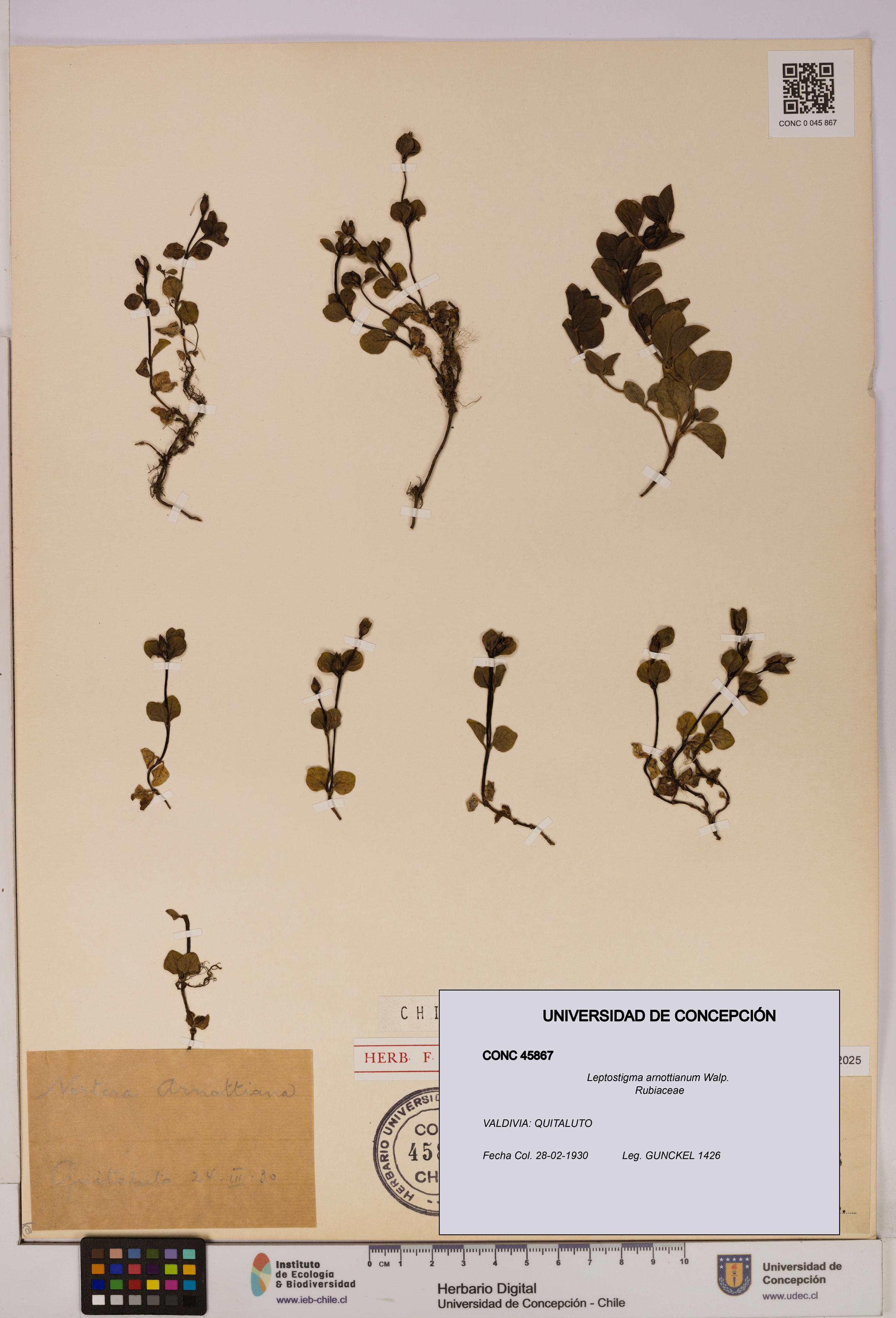 Leptostigma arnottianum [Espécimen: UDEC:CONC:0045867]