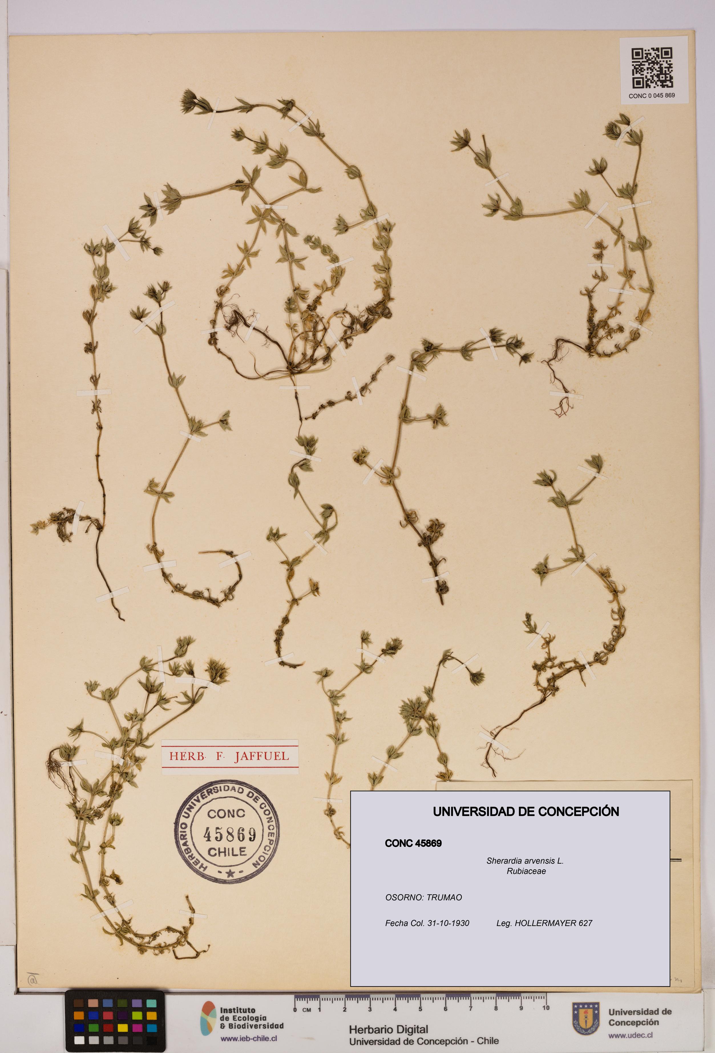 Sherardia arvensis [Espécimen: UDEC:CONC:0045869]