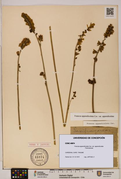 Francoa appendiculata [Espécimen: ]