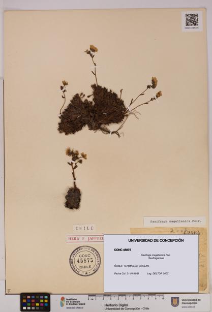 Saxifraga magellanica [Espécimen: UDEC:CONC:0045875]