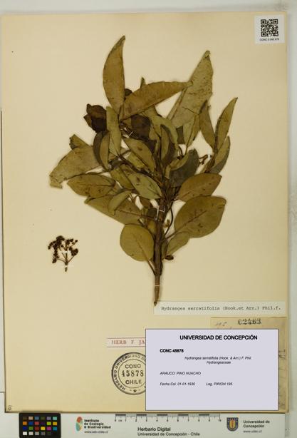 Hydrangea serratifolia [Espécimen: UDEC:CONC:0045878]