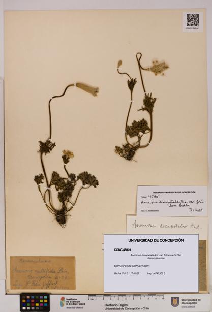 Anemone decapetala [Espécimen: UDEC:CONC:0045901]