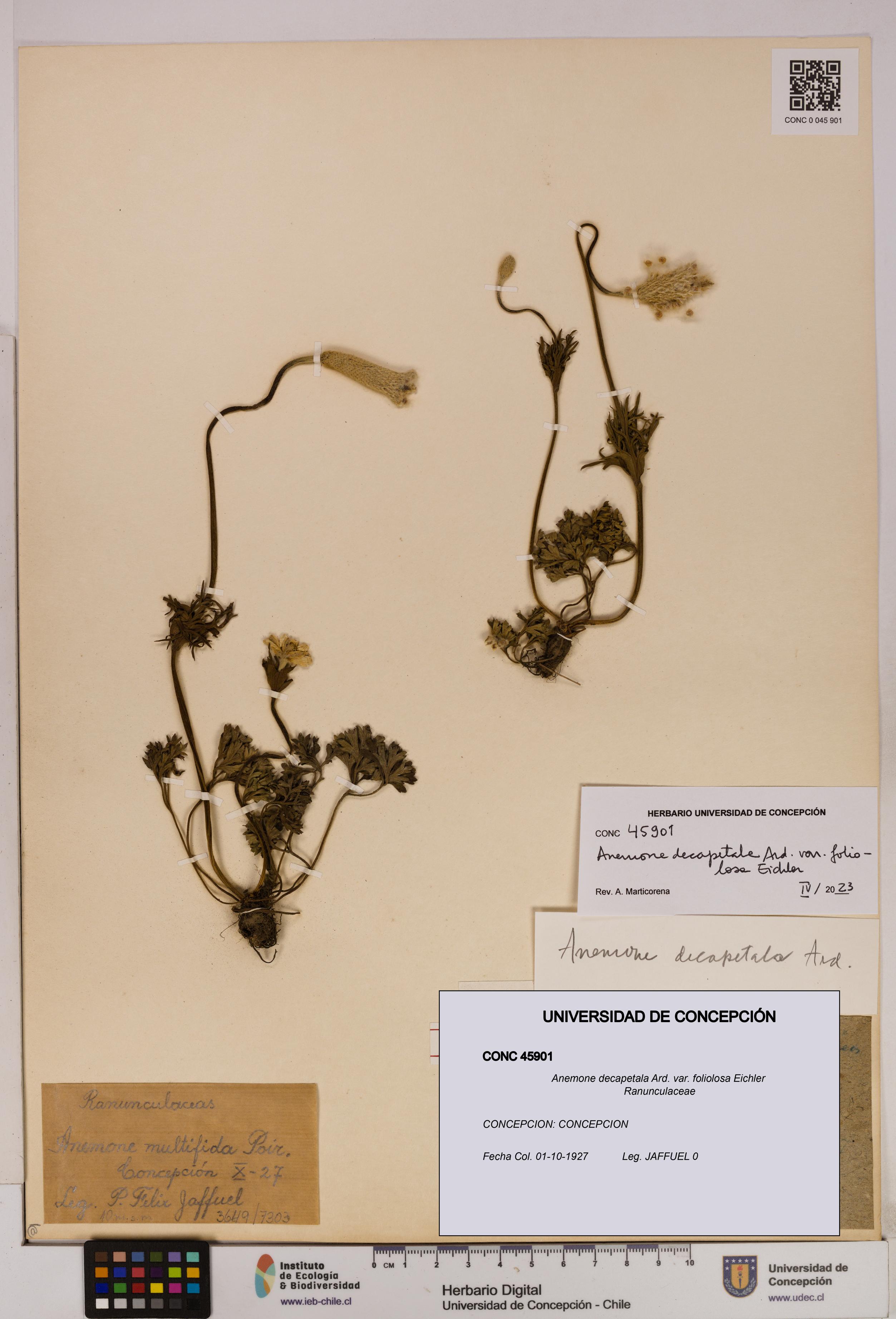 Anemone decapetala [Espécimen: UDEC:CONC:0045901]