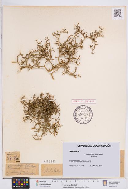 Gymnophyton foliosum [Espécimen: ]