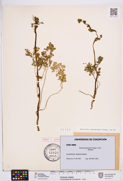 Sanicula graveolens [Espécimen: ]