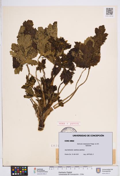 Sanicula crassicaulis [Espécimen: ]