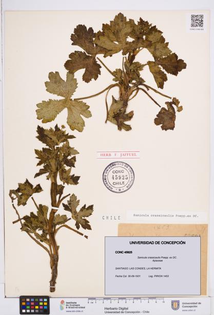 Sanicula crassicaulis [Espécimen: ]