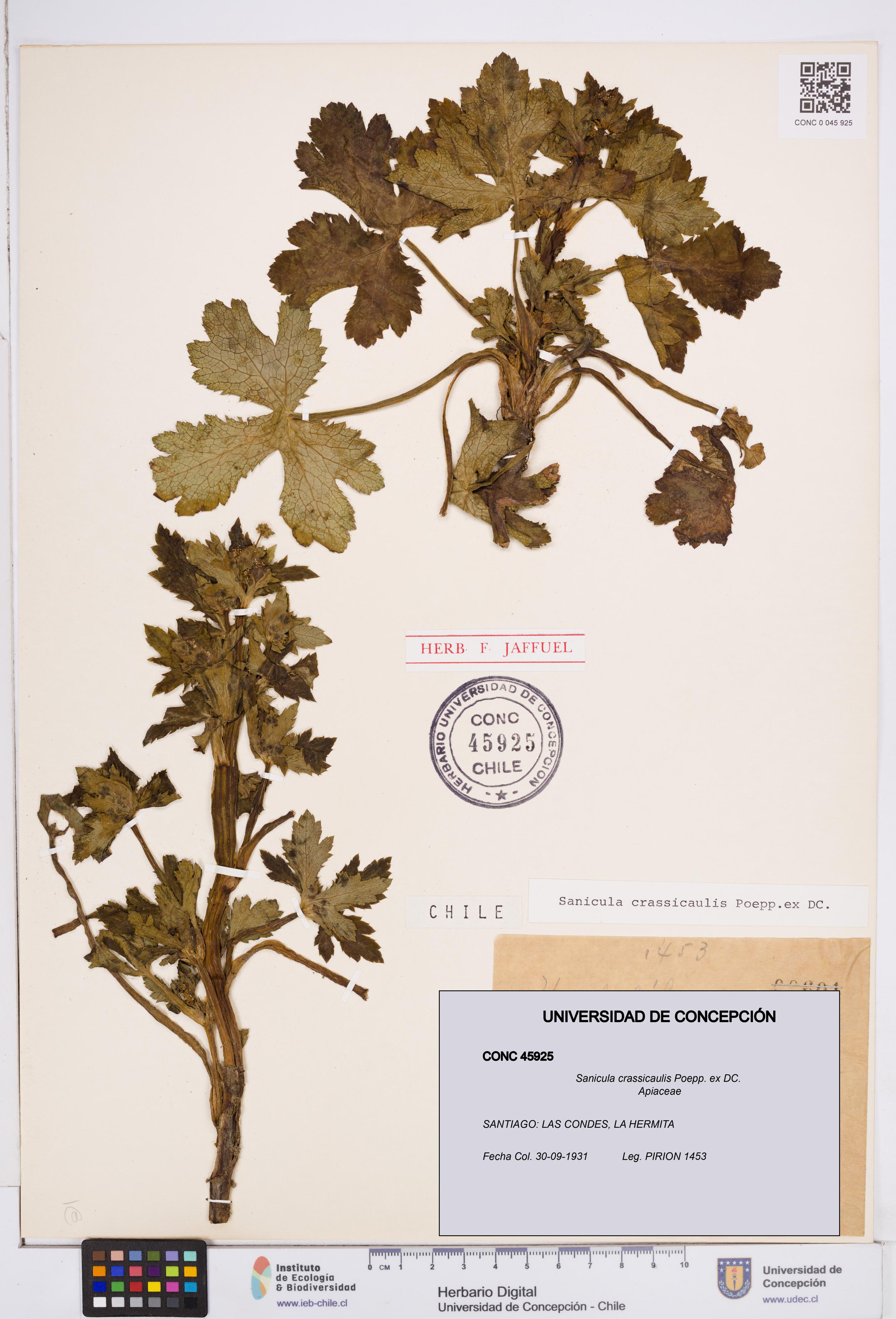Sanicula crassicaulis [Espécimen: ]