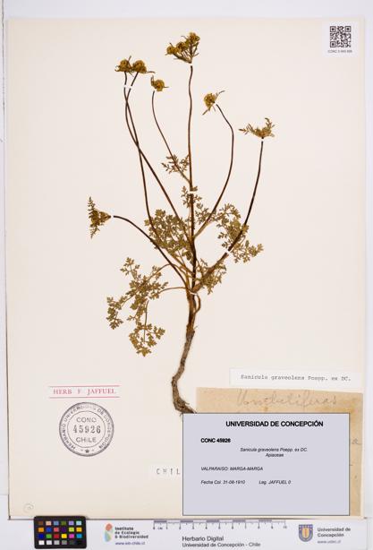 Sanicula graveolens [Espécimen: ]