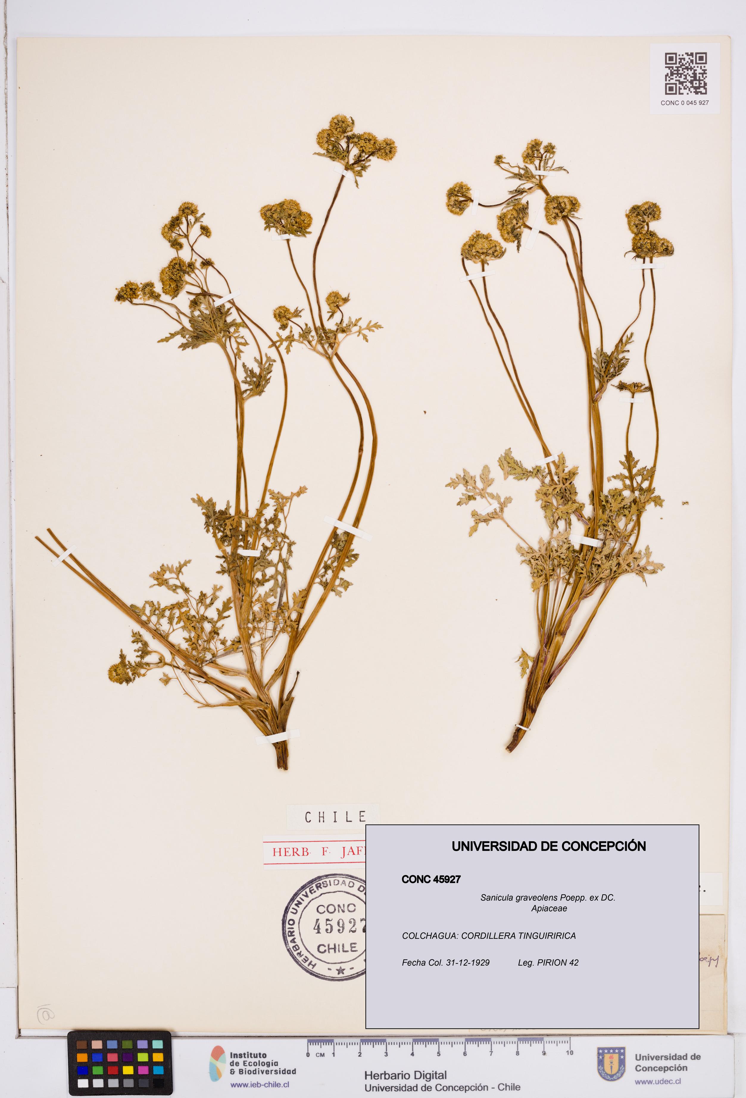 Sanicula graveolens [Espécimen: ]