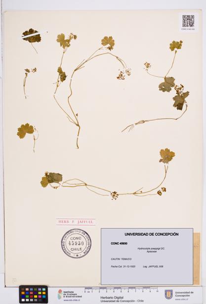Hydrocotyle poeppigii [Espécimen: ]