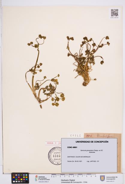 Sanicula graveolens [Espécimen: ]