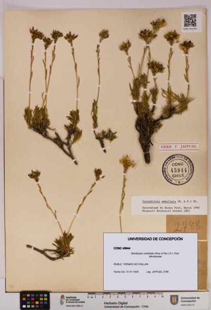 Montiopsis umbellata [Espécimen: UDEC:CONC:0045944]