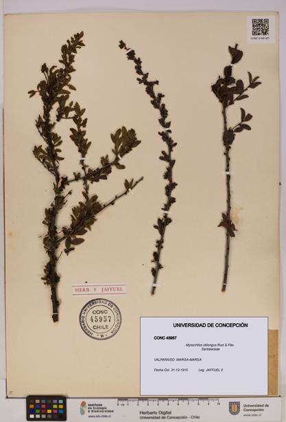 Myoschilos oblongus [Espécimen: UDEC:CONC:0045957]