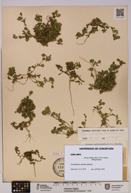 Glinus radiatus [Espécimen: UDEC:CONC:0045970]