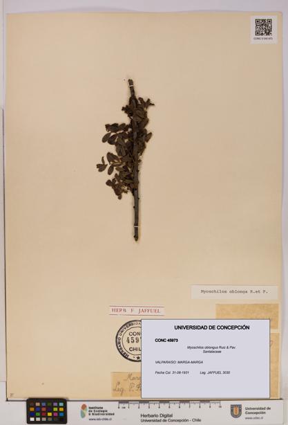 Myoschilos oblongus [Espécimen: UDEC:CONC:0045973]