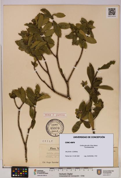 Ovidia pillo-pillo [Espécimen: UDEC:CONC:0045979]