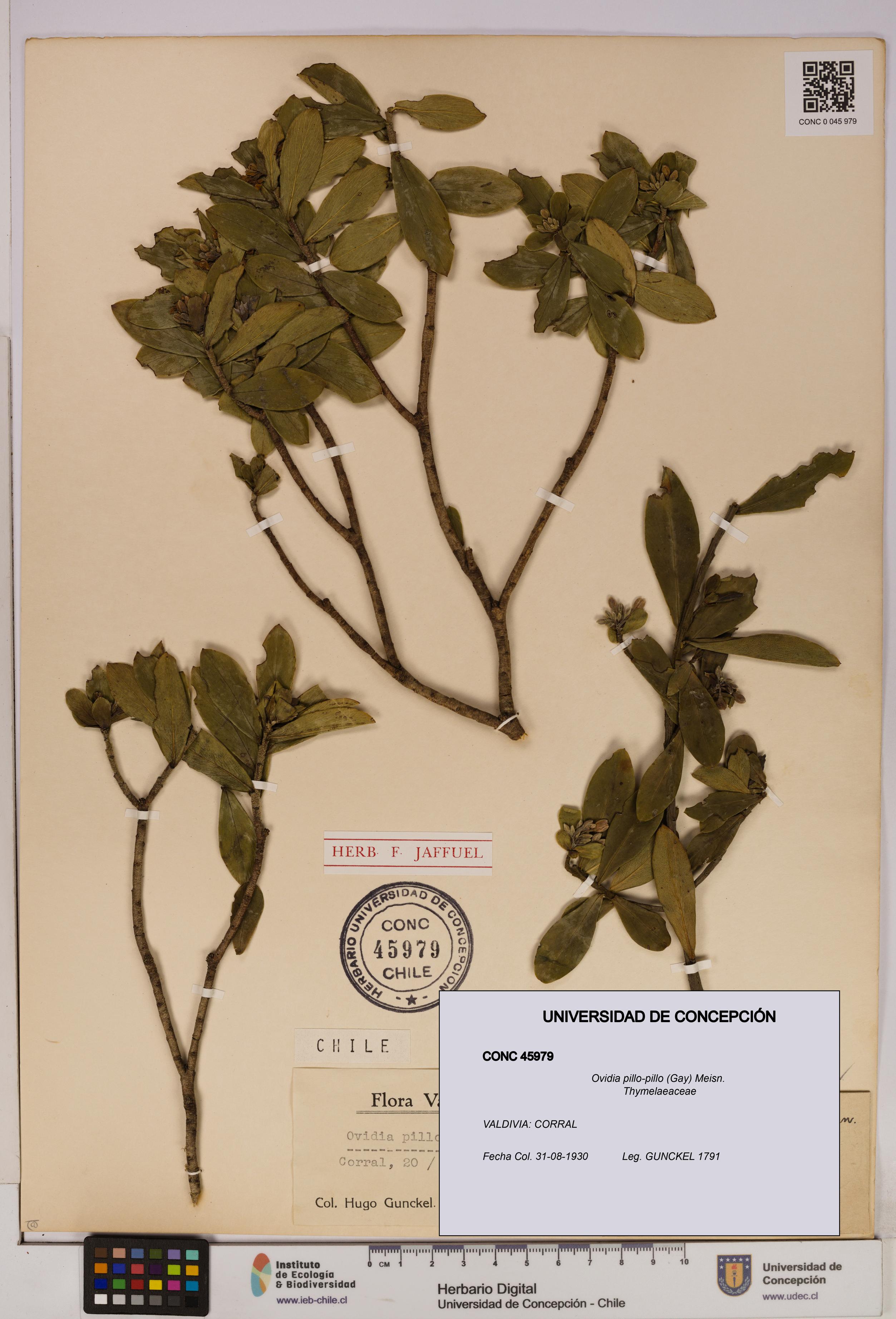 Ovidia pillo-pillo [Espécimen: UDEC:CONC:0045979]