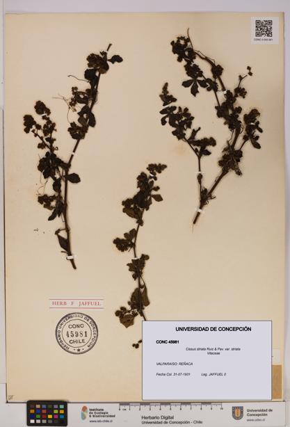 Cissus striata var. striata [Espécimen: UDEC:CONC:0045981]