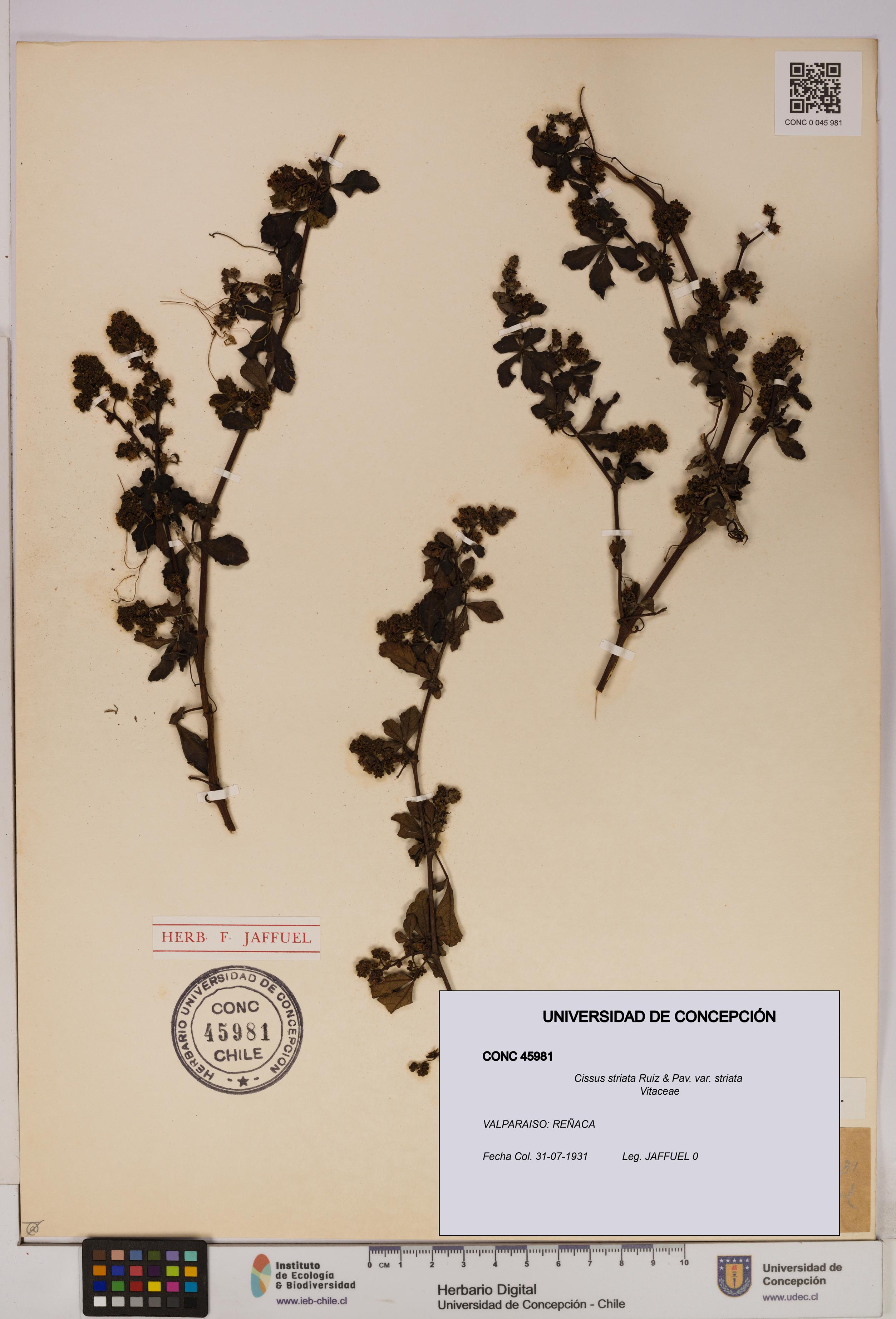 Cissus striata var. striata [Espécimen: UDEC:CONC:0045981]