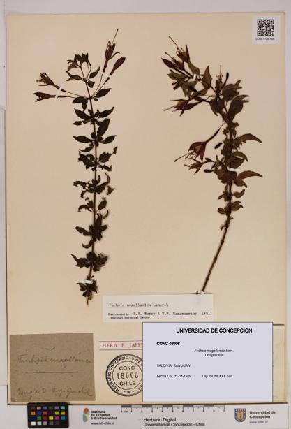 Fuchsia magellanica [Espécimen: UDEC:CONC:0046006]
